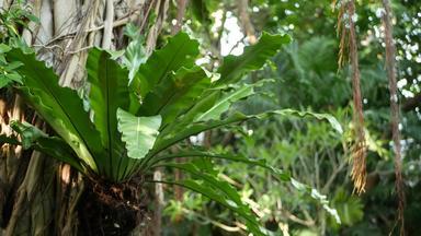 蕨类植物鸟巢榕树明亮的蕨类植物鸟巢大绿色叶子日益增长的榕树热带植物日益增长的丛林雨森林阳光明媚的一天自然
